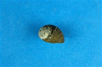 藏品(滑圓蜑螺)的圖片